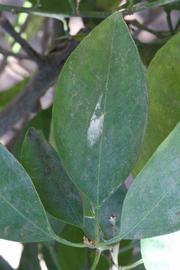              Unifoliolate leaf (Riverside, CA)       