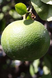            Immature fruit (Riverside, CA)   