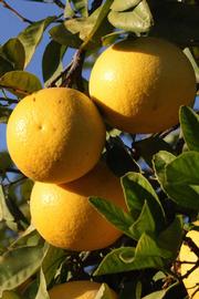              Fruit (Riverside, CA)       