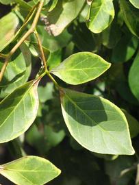              Trifoliolate leaf of  Afraegle paniculata                  (Winter Haven, FL)       