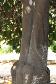            Bark (Riverside, CA)   