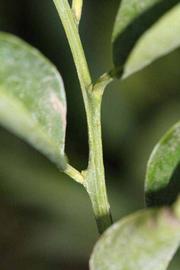            First year twig (Riverside, CA)   