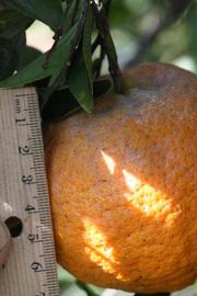            Fruit (Riverside, CA)   