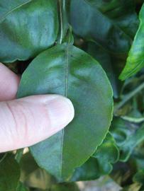              Unifoliolate leaf of  Citrus reticulata   x  Citrus   paradisi      (Nocatee, Winter Haven,   FL)       