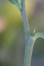              First year twig of  Citrus paradisi          (Oroblanco, Riverside, CA)       