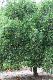            Habit (Riverside, CA)   