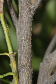              Second - third year twig (Riverside, CA)       