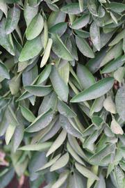              Sun leaves (Riverside, CA)       