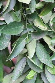              Sun leaves (Riverside, CA)       