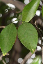              Shade leaves (Riverside, CA)       
