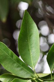              Unifoliolate leaf (Riverside, CA)       