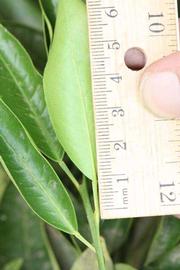              Unifoliolate leaf (Riverside, CA)       