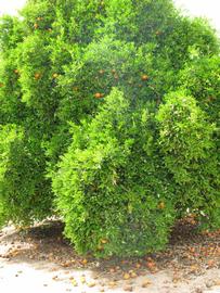            Habit (Riverside, CA)   