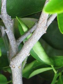              Second - third year twig (Riverside, CA)       