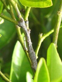              Second - third year twig (Riverside, CA)       