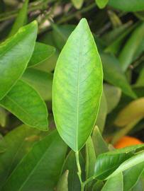            Unifoliolate leaf (Riverside, CA)   