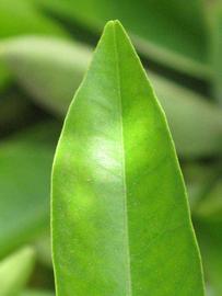              Margin (Riverside, CA)       