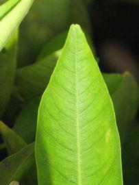              Margin (Riverside, CA)       