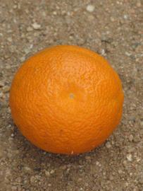            Fruit (Riverside, CA)   