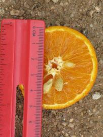            Fruit cross-section (Riverside, CA)   