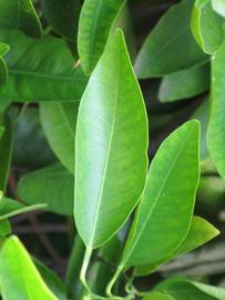            Unifoliolate leaf (Riverside, CA)   