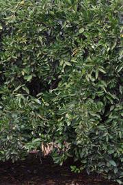            Habit (Riverside, CA)   