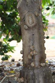            Bark (Riverside, CA)   