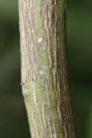              Second - third year twig (Riverside, CA)       