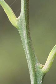            First year twig (Riverside, CA)   