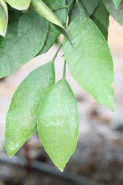              Unifoliolate leaf (Riverside, CA)       