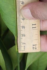              Unifoliolate leaf (Riverside, CA)       