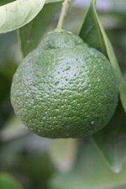            Immature fruit (Riverside, CA)   