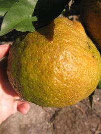              Fruit (Winter Haven, FL)       