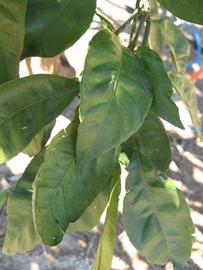            Shade leaves (Winter Haven, FL)   