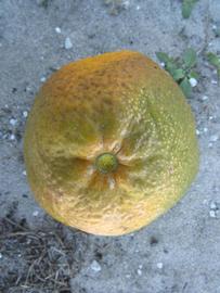              Fruit (Winter Haven, FL)       