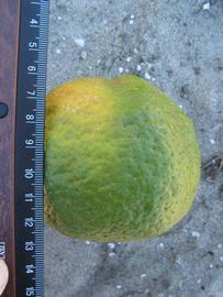              Immature fruit (Winter Haven, FL)       