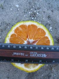              Fruit cross-section (Winter Haven, FL)       