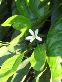              Flower (Riverside, CA)       