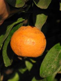            Fruit (Riverside, CA)   