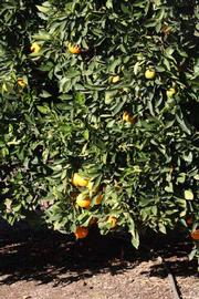            Habit (Palmer, Riverside, CA)   