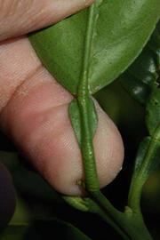              Petiole (Palmer, Riverside, CA)       