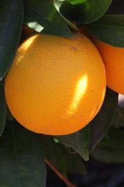              Fruit (Palmer, Riverside, CA)       