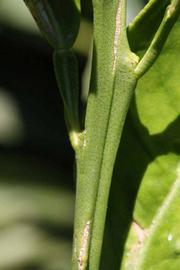              First year twig (Palmer, Riverside, CA)       