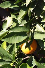            Sun leaves (Palmer, Riverside, CA)   