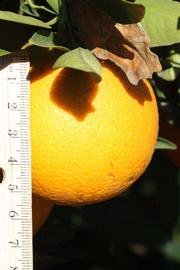              Fruit (Palmer, Riverside, CA)       