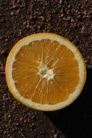              Fruit cross-section (Palmer, Riverside, CA)       