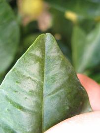              Margin (Winter Haven, FL)       