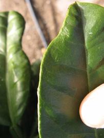              Margin (Winter Haven, FL)       