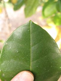              Margin (Winter Haven, FL)       