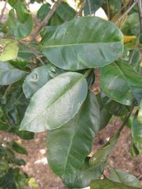            Shade leaves (Winter Haven, FL)   